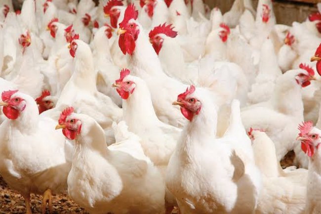 أسعار الدواجن تتراجع 3 جنيهات