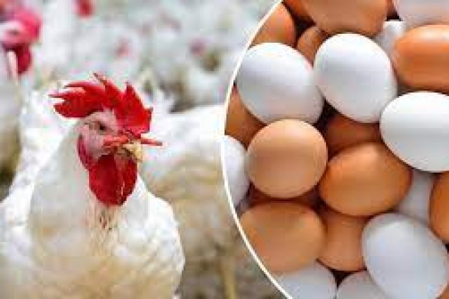 تراجع أسعار الدواجن والبيض اليوم 