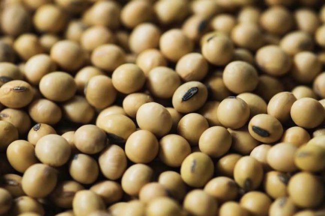 أسعار فول الصويا اليوم السبت