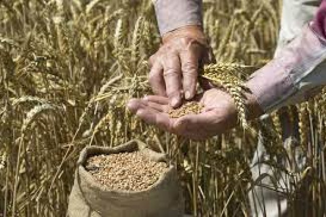 روسيا تعلن عن توفير 260 ألف طن حبوب وأسمدة للدول الأفريقية بالمجان  