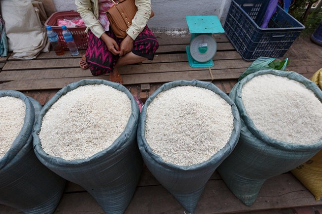 أسعار الأرز.. 600 جنيها ارتفاعا فى سعر الشعير 