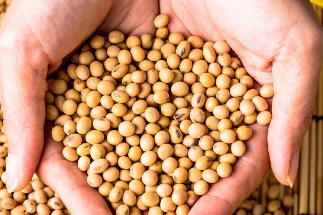  أسعار فول الصويا اليوم الثلاثاء