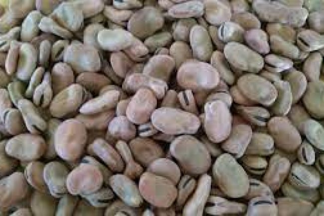 ارتفاع تاريخى فى أسعار الفول البلدى والمستورد