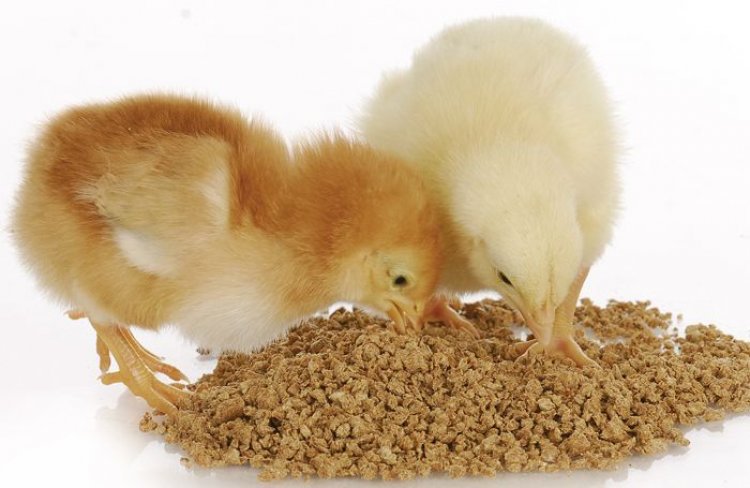 أسعار أعلاف الدواجن اليوم