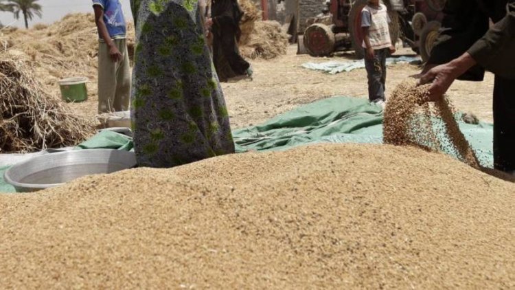 8800 جنيه لطن الردة .. أسعار الأعلاف اليوم السبت