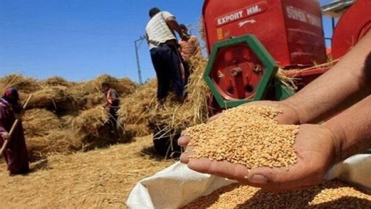 بعد تراجعها بمقدار 700جنيه.. أسعار القمح تستقر اليوم الثلاثاء