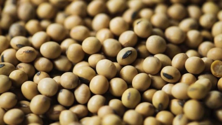  أسعار فول الصويا.. 37000 جنيه لطن فات بذرة مستوردة