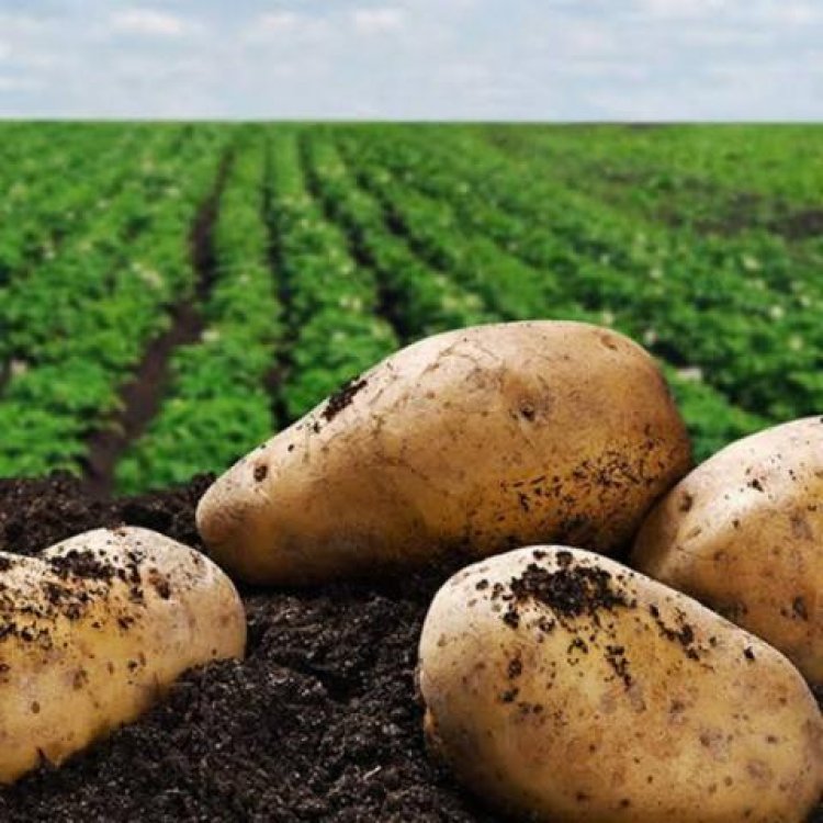 ارتفاع البطاطس ..أسعار الخضروات والفاكهة فى سوق العبور 