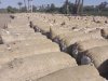 "قطاع الأعمال":   11000 جنيه لقنطار القطن