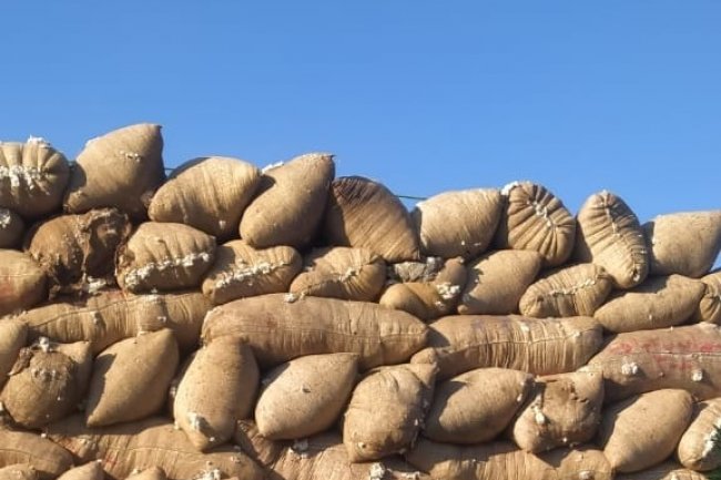 اليوم بدء عمل منظومة تداول الأقطان بالوجه القبلي.. وفتح 27 مركزا للتجميع في 5 محافظات