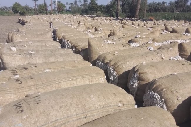 "قطاع الأعمال":   11000 جنيه لقنطار القطن