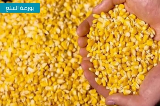 تراجع أسعار الذرة الصفراء  المحلية والمستوردة 