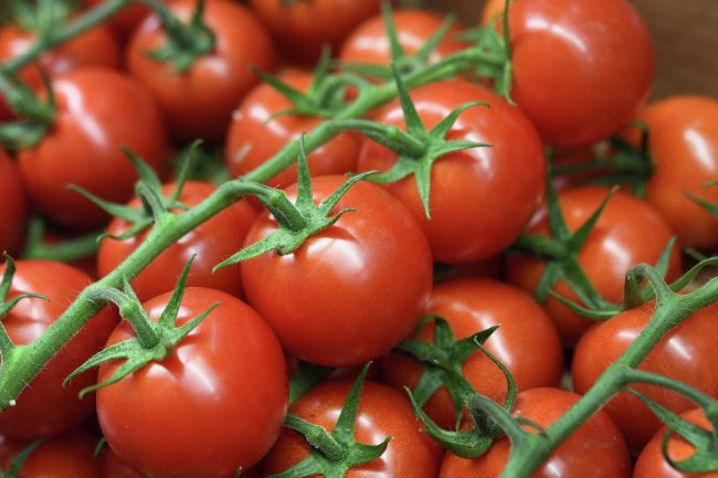  انخفاض أسعار الطماطم مع إنتاج العروة الشتوية