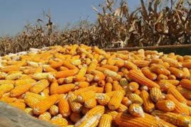 أسعار الذرة الصفراء .. 11 ألف جنيه للبرازيلى و 10100 جنيه للأوكرانى
