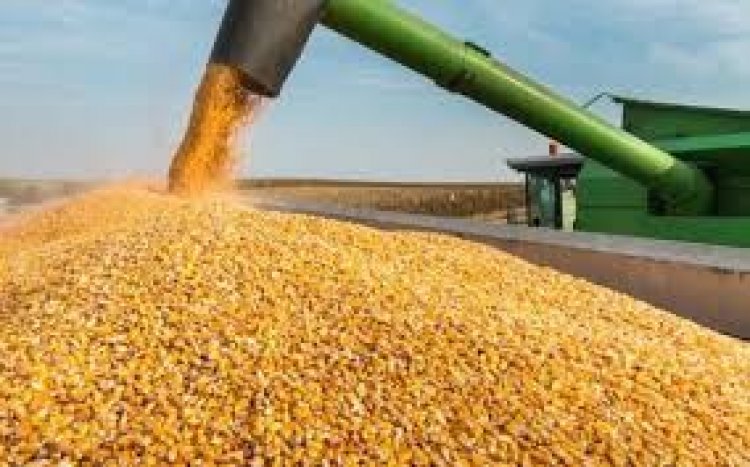 250 جنيهًا تراجعا فى أسعار الذرة الصفراء المستوردة