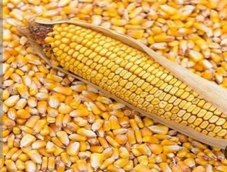 أسعار الذرة الصفراء اليوم الاثنين 