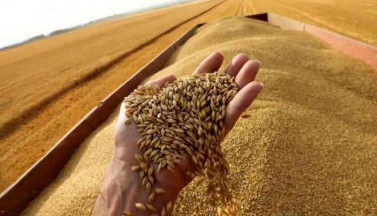 أسعار القمح .. تراجع الروسي والأوكراني بالأسواق المحلية 