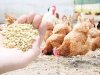 استقرار نسبي فى أسعار أعلاف الدواجن اليوم