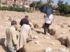 وزير قطاع الأعمال العام بيع 144,4 ألف قنطار بإجمالي 1,6 مليار جنيه حتى الآن*  