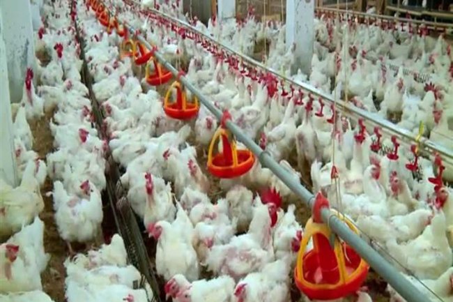 أسعار الدواجن ..  79 جنيها لكيلو الفراخ البيضاء 