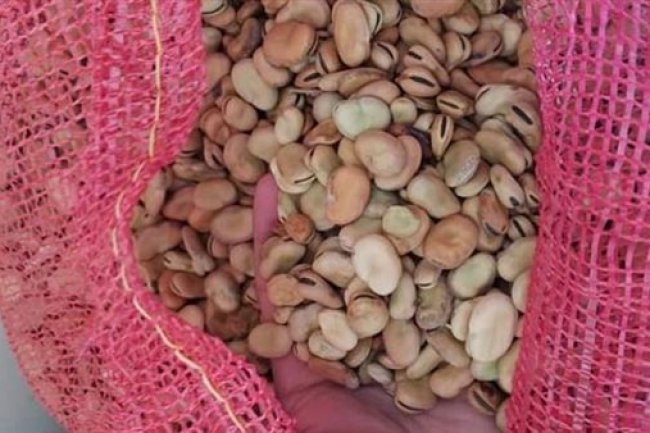 أسعار الفول  البلدى والمستورد بأسواق الجملة 