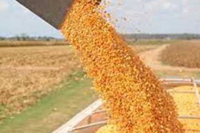 أسعار الذرة ..2250 جنيها لأردب الـ «عويجة» و11800 جنيه لطن الأوكرانى  