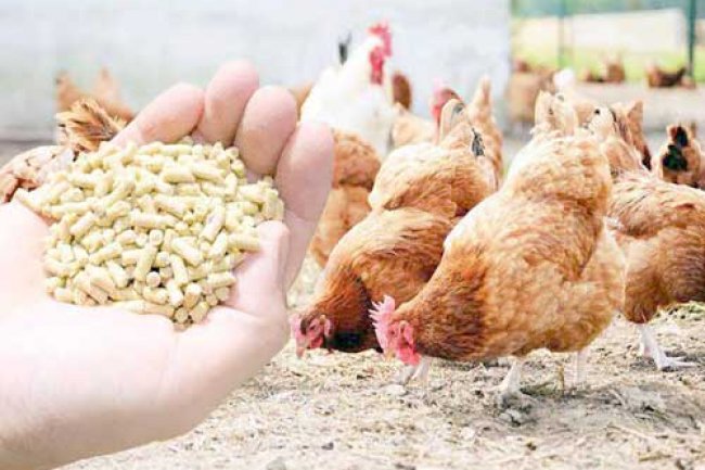 استقرار نسبي فى أسعار أعلاف الدواجن اليوم