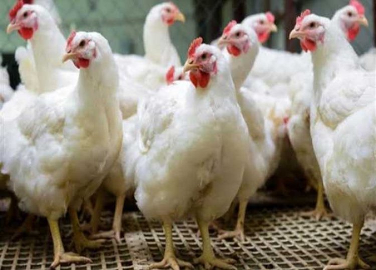 بورصة الدواجن .. 65 جنيها لكيلو الدجاج الأبيض