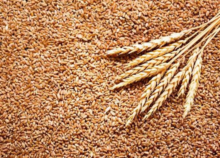 أسعار القمح.. تراجع عالمى واستقرار محلى 