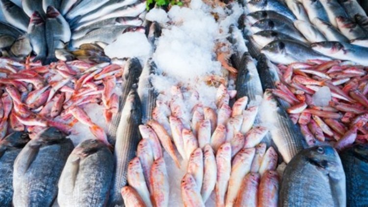 أسعار الأسماك.. انخفاض السبيط والكاليماري وارتفاع الكابوريا