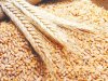 تراجع أسعار القمح بأسواق الجملة وطن 11.5% wheat روسى يسجل 12600جنيه للطن