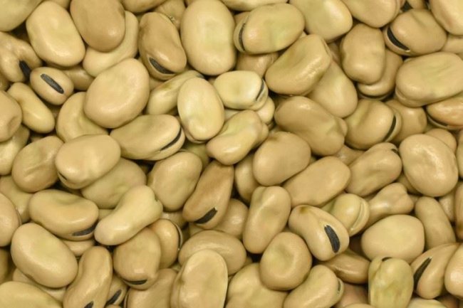 استقرار أسعار الفول البلدى والمستورد بأسواق الجملة 