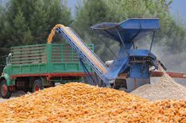 استقرار أسعار الذرة الصفراء المستوردة فى أسواق الجملة 
