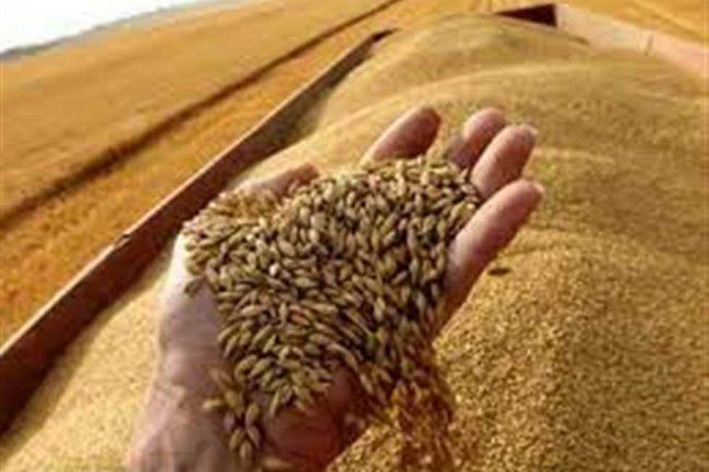 أسعار القمح.. 11.5% wheat روسى يسجل 12700جنيه للطن 