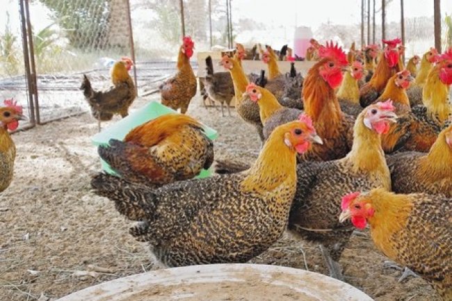 استقرار أسعار الأعلاف اليوم بأسواق الجملة 