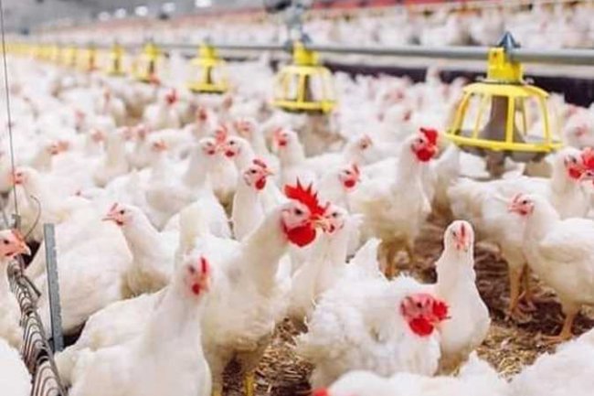 ارتفاع طفيف بأسعار الفراخ البيضاء في بورصة الدواجن الرئيسية اليوم الخميس