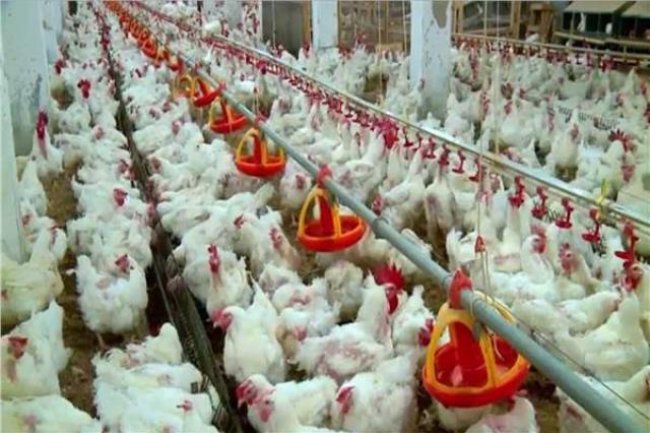 أسعار الدواجن ..75 جنيها لكيلو الفراخ البيضاء