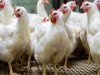    الاتحاد العام لمنتجي الدواجن يكشف موقف التجار من مبادرة خفض الأسعار 