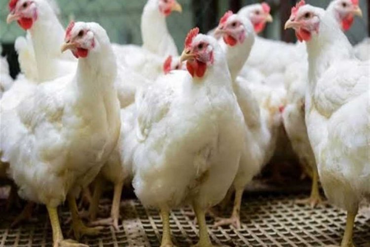    الاتحاد العام لمنتجي الدواجن يكشف موقف التجار من مبادرة خفض الأسعار 